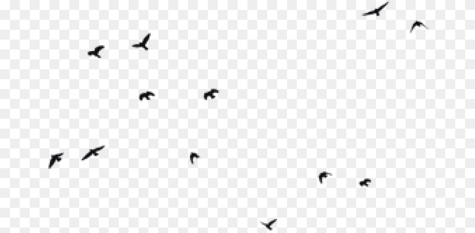 Transparent Background Bird Silhouette Transparent Background Transparent Birds Flying, Animal Png