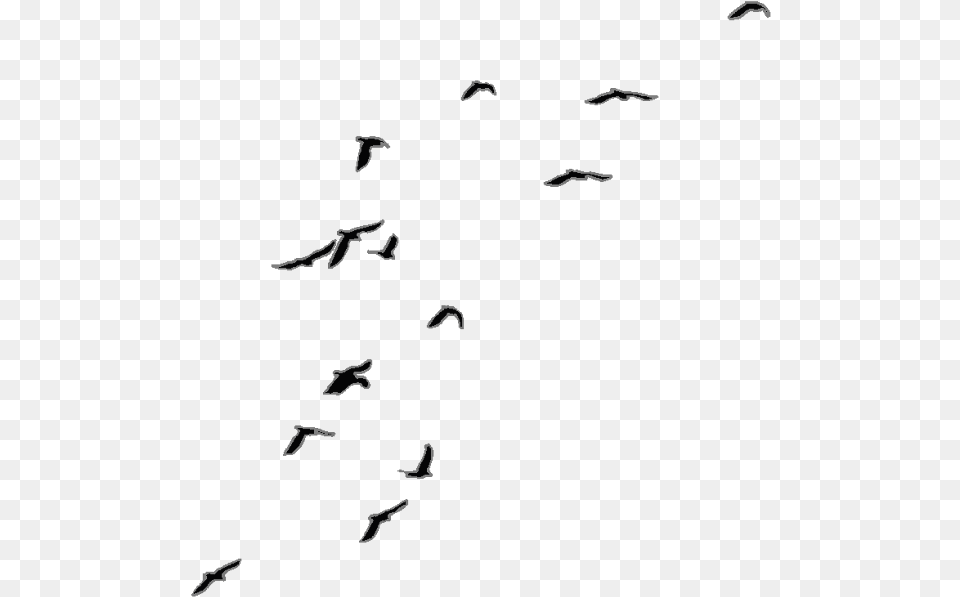 Background Birds Flying, Silhouette, Animal, Bird, Flock Free Transparent Png