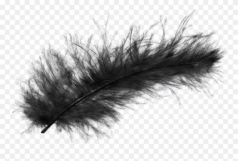 Transparent Background Black Feather, Plant, Accessories, Reed, Ice Free Png