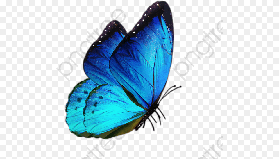 Transparent Background Blue Butterfly, Animal, Insect, Invertebrate Free Png