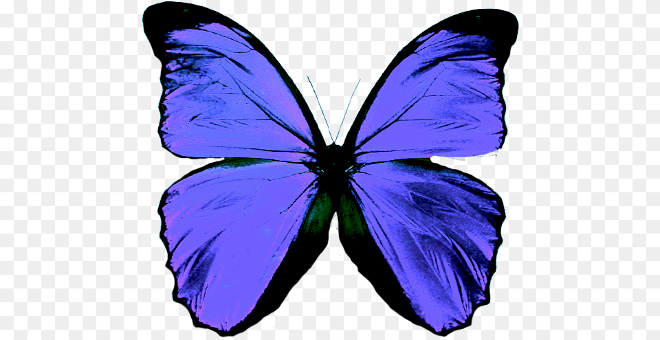 Transparent Background Blue Butterfly, Animal, Insect, Invertebrate, Person Free Png