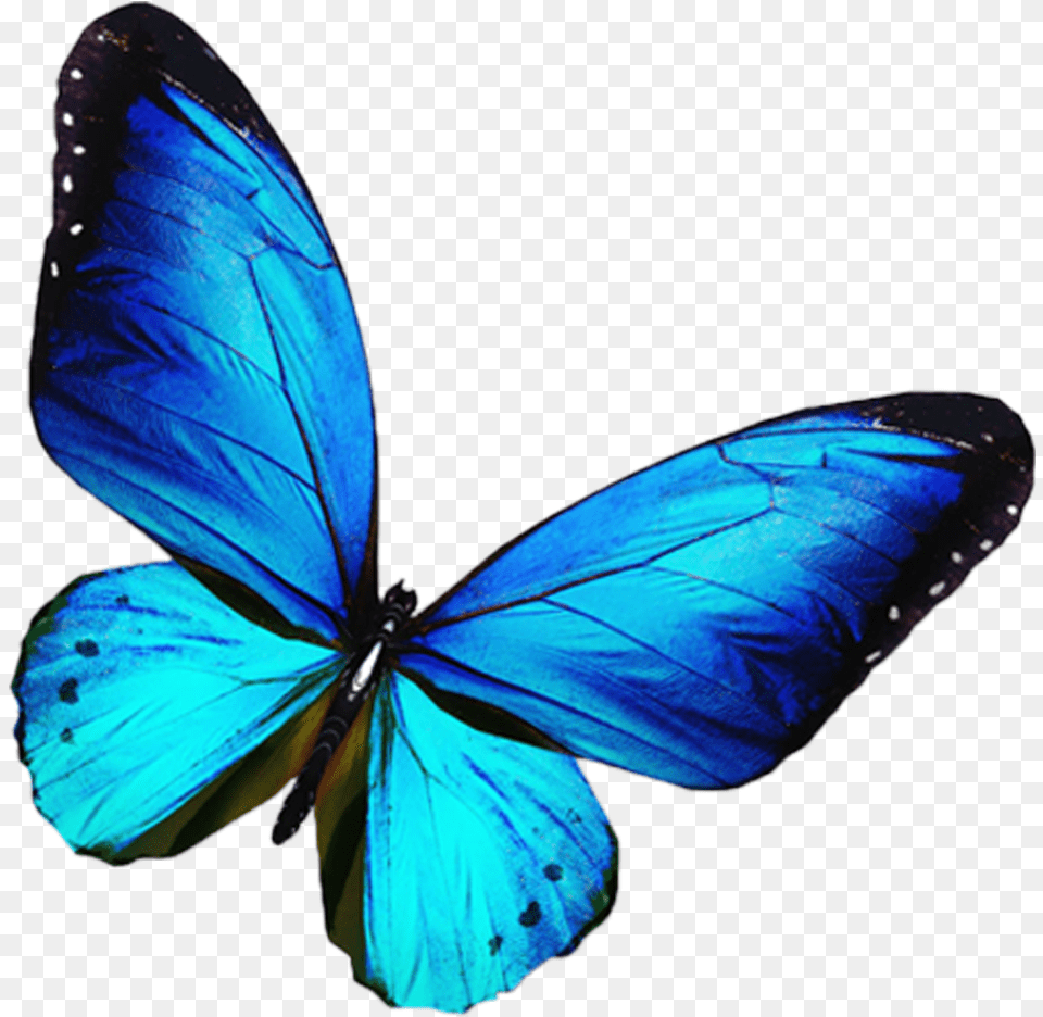 Transparent Background Blue Butterfly, Animal, Insect, Invertebrate Png