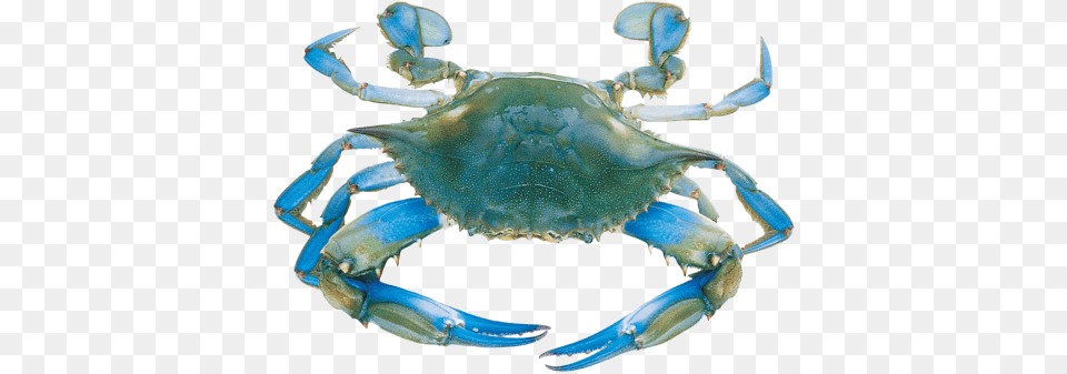 Transparent Background Blue Crab Clipart Do Blue Crabs Live, Animal, Food, Invertebrate, Sea Life Free Png Download