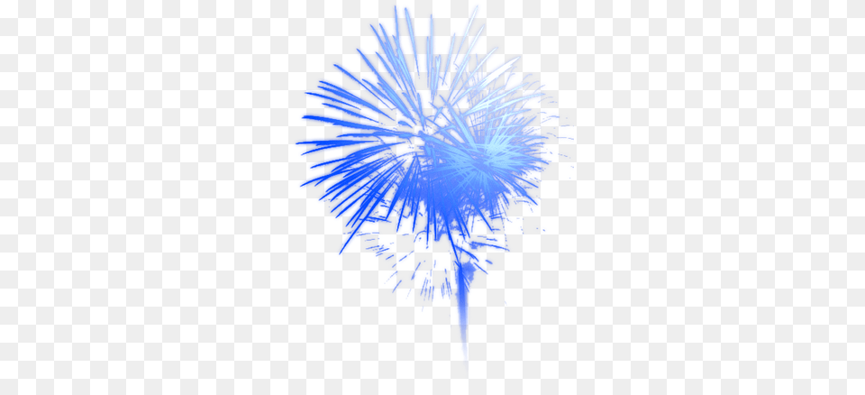 Transparent Background Blue Fireworks, Light, Flower, Plant Png Image