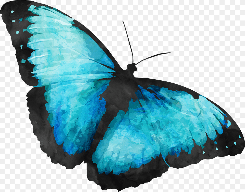 Transparent Background Blue Morpho Butterfly Png