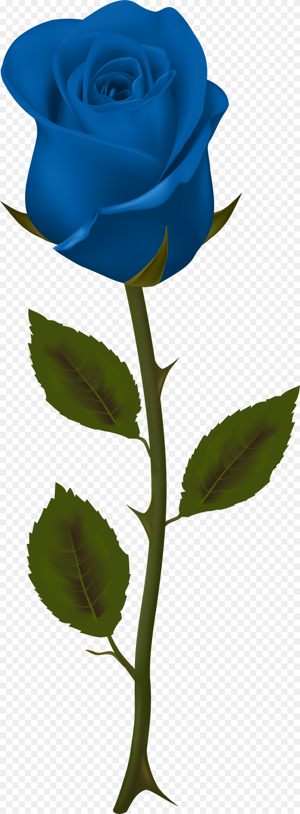 Transparent Background Blue Roses Blue Rose No Background, Flower, Plant Free Png