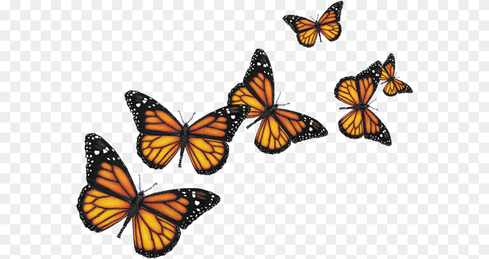 Transparent Background Butterflies, Animal, Butterfly, Insect, Invertebrate Free Png Download