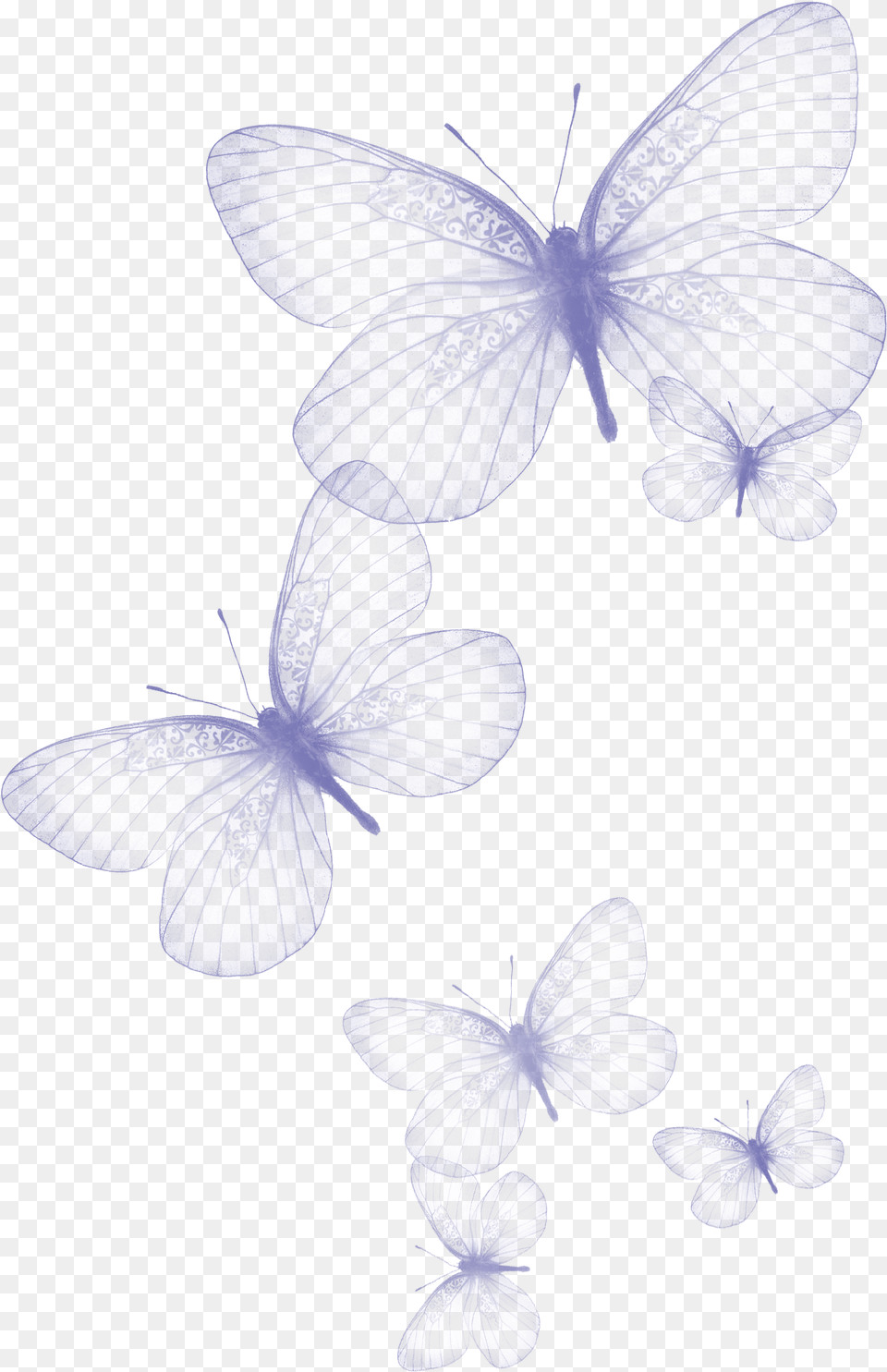 Transparent Background Butterfly Clipart, Flower, Plant, Petal, Orchid Free Png Download