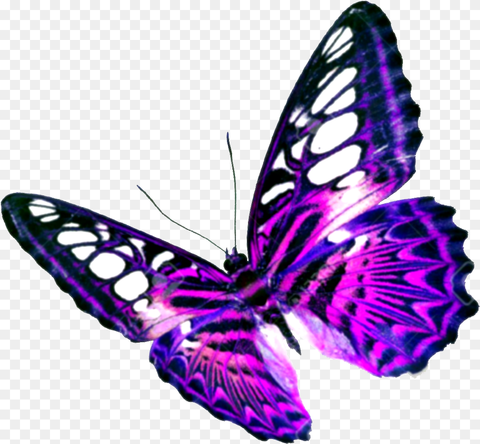 Background Butterfly Jpg, Plant, Purple, Animal, Insect Free Transparent Png