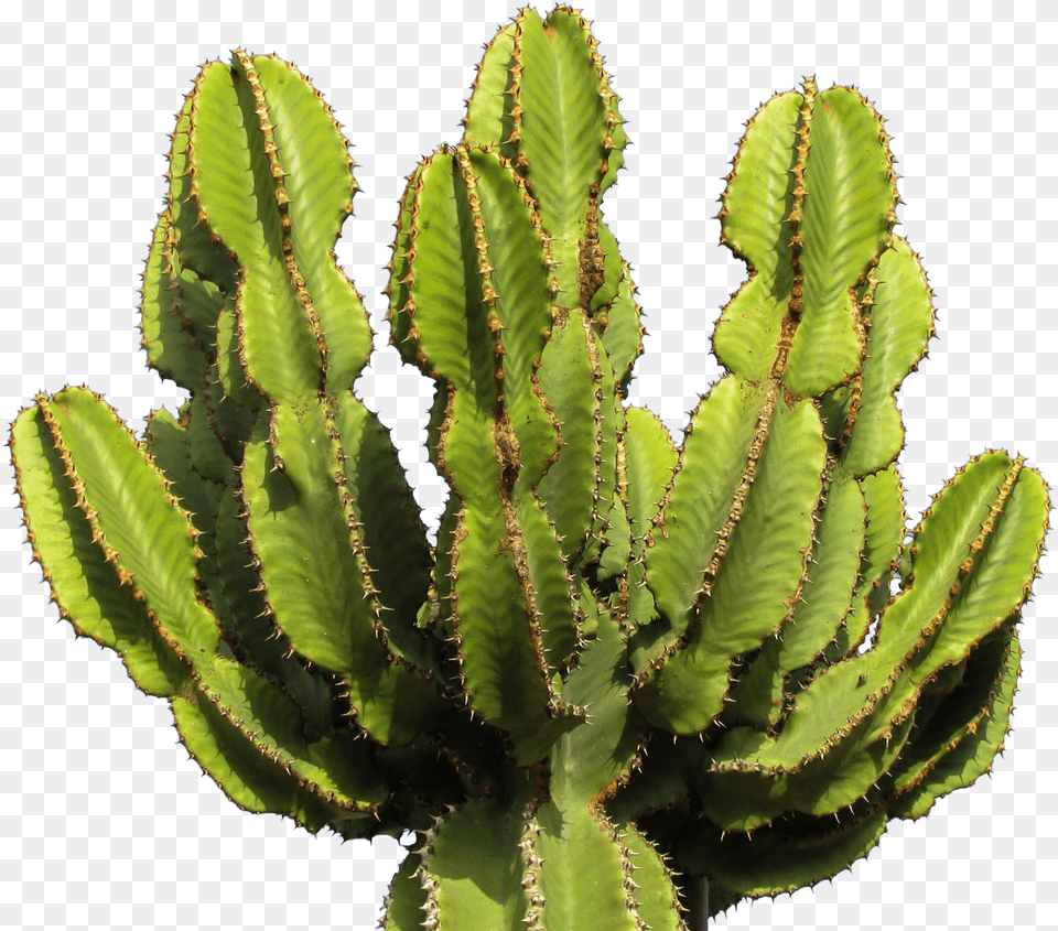 Transparent Background Cactus, Plant Free Png