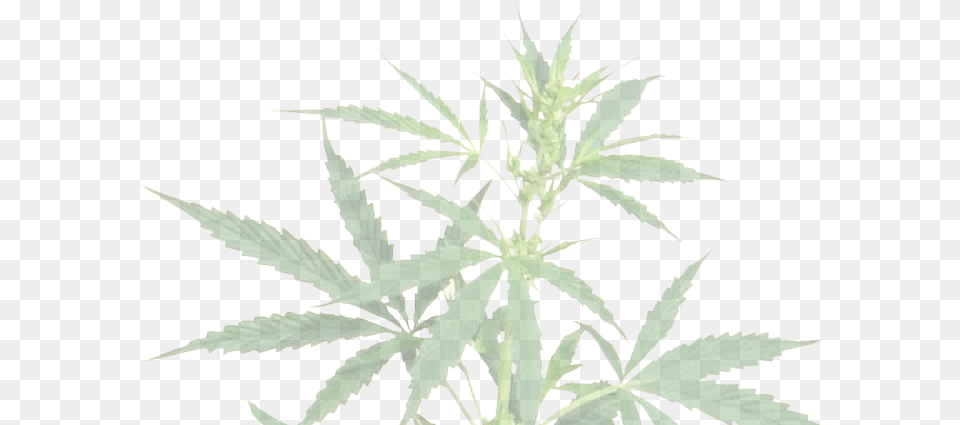 Transparent Background Cannabis, Hemp, Plant, Leaf, Weed Free Png