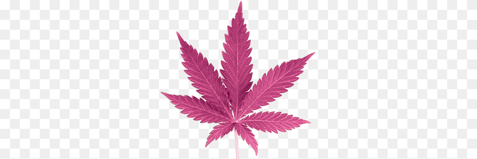 Transparent Background Cannabis Leaf, Plant, Tree Free Png Download
