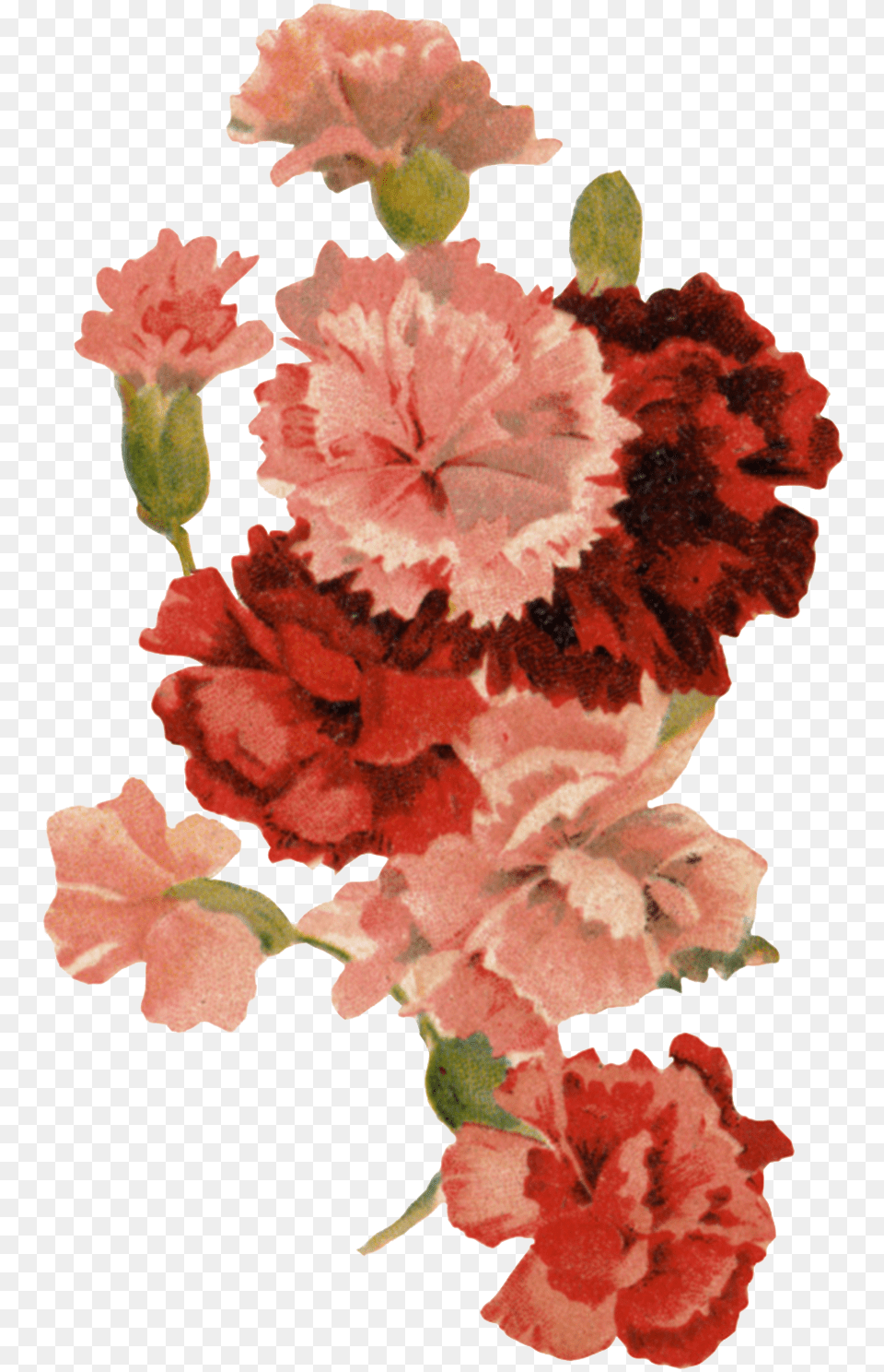 Background Carnation, Flower, Plant Free Transparent Png