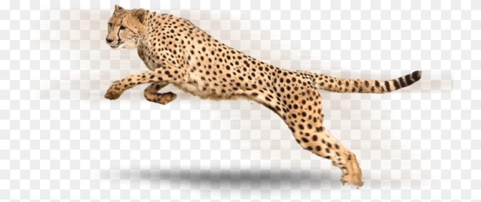 Transparent Background Cheetah, Animal, Mammal, Wildlife Free Png