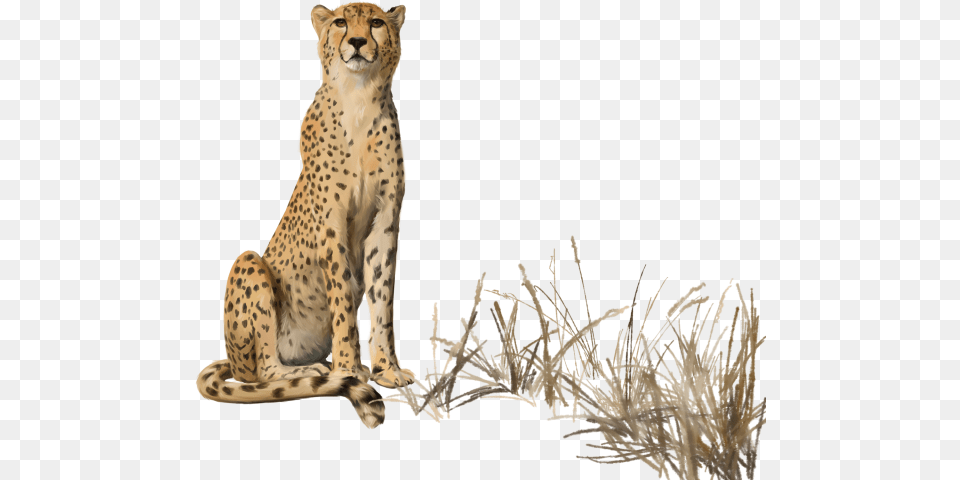 Transparent Background Cheetah Sitting, Animal, Mammal, Wildlife Free Png Download
