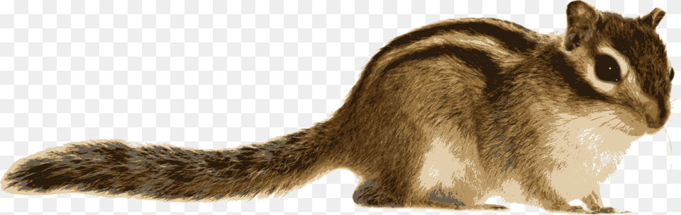 Transparent Background Chipmunk Clipart, Animal, Mammal, Rodent, Squirrel Free Png