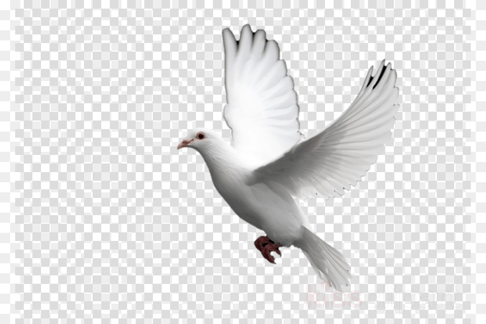 Background Chrome Icon, Animal, Bird, Pigeon, Dove Free Transparent Png