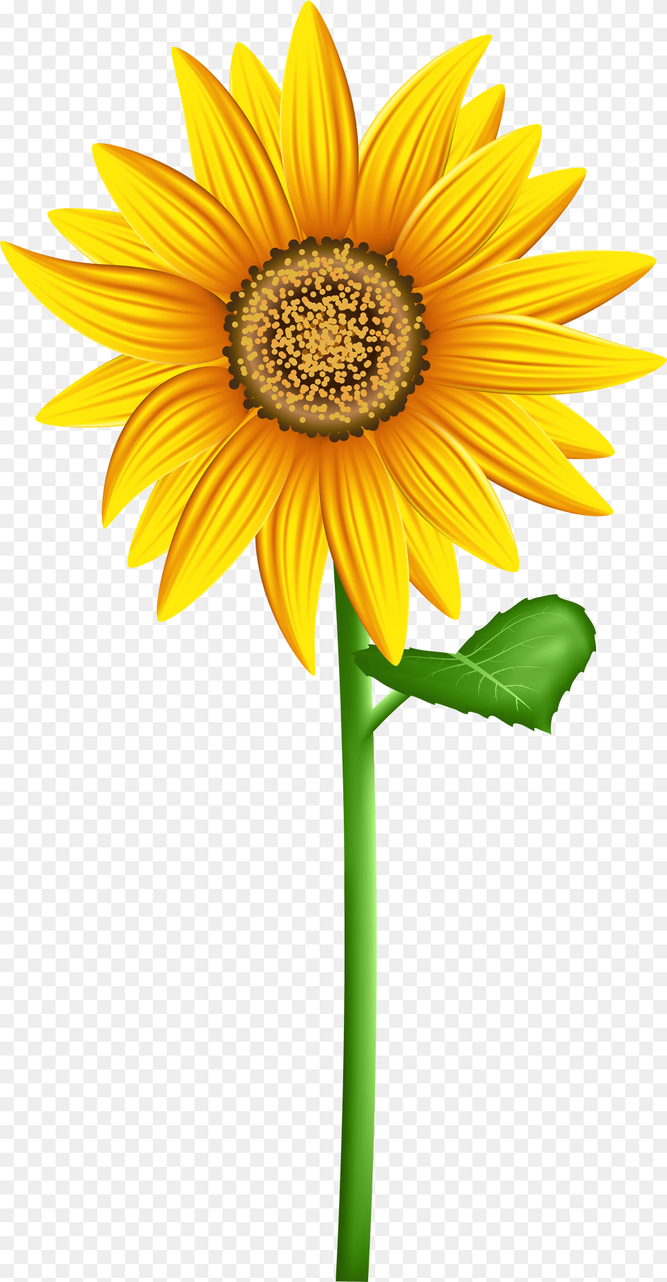 Transparent Background Clip Art Sun Flower Transparent Background Sun Flower Clip Art Png