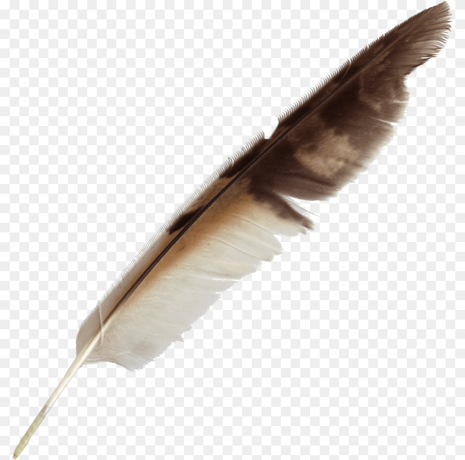 Transparent Background Clipart Quill Transparent Background Feather Pen, Bottle, Plant, Reed, Animal Free Png