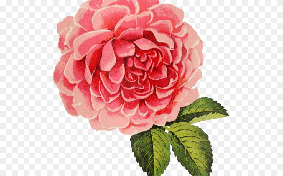 Background Clipart Roses, Dahlia, Flower, Petal, Plant Free Transparent Png