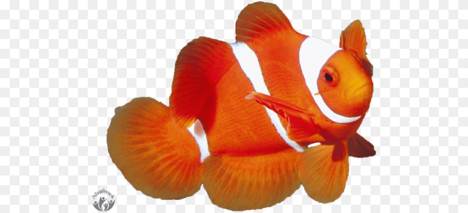 Transparent Background Clownfish, Amphiprion, Animal, Fish, Sea Life Free Png