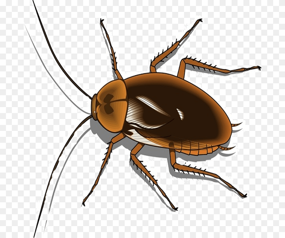 Transparent Background Cockroach Clipart, Animal, Insect, Invertebrate Png Image