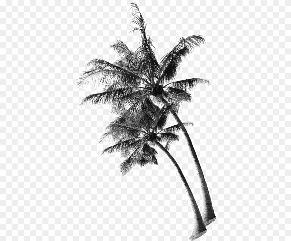 Transparent Background Coconut Tree, Plant, Nature, Outdoors, Palm Tree Png