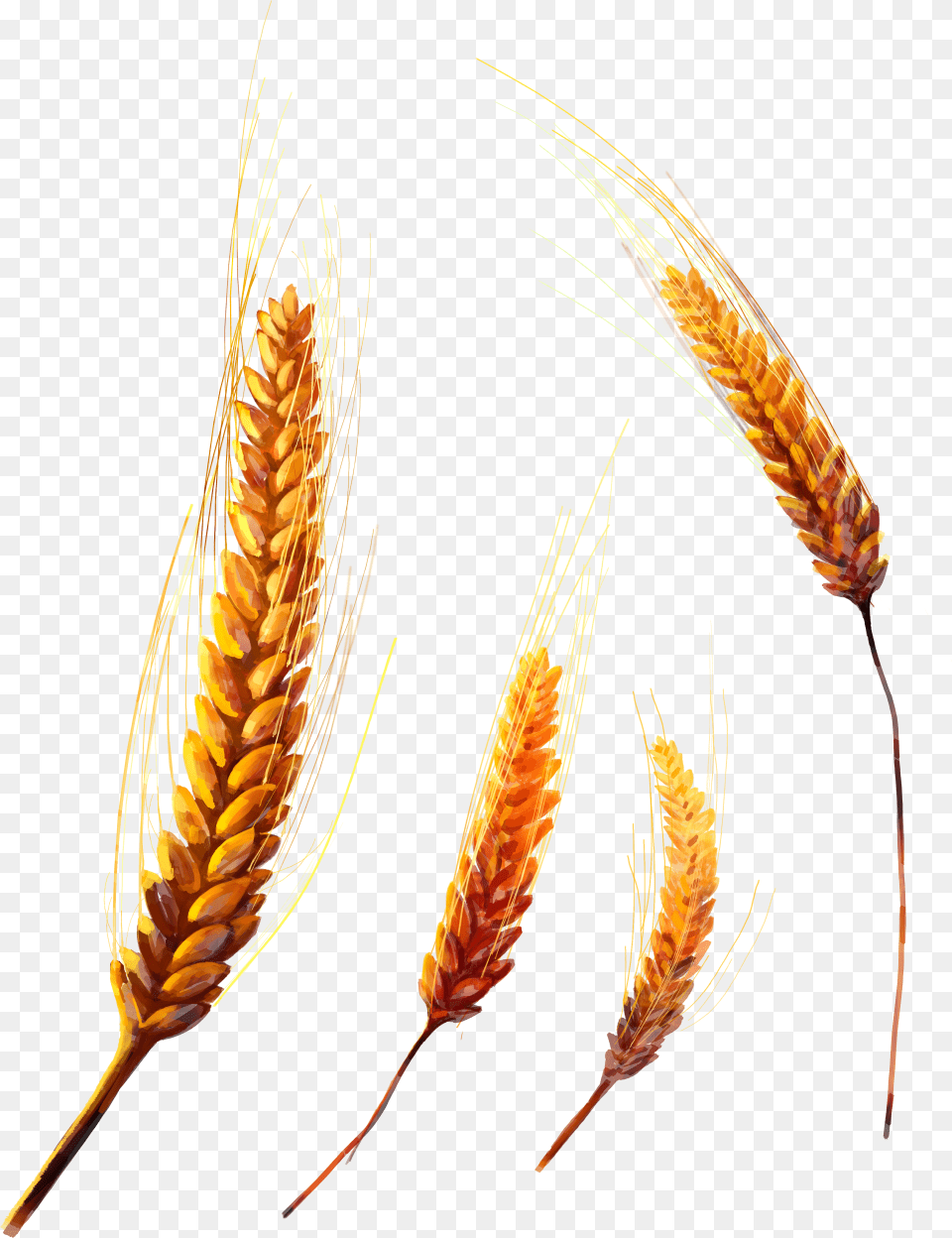 Background Crops, Food, Grain, Produce, Wheat Free Transparent Png