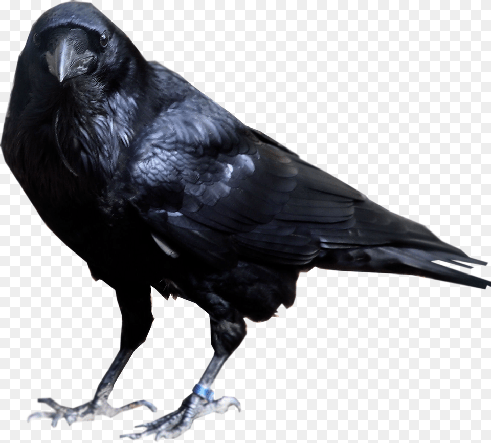 Transparent Background Crow, Animal, Bird, Blackbird Free Png