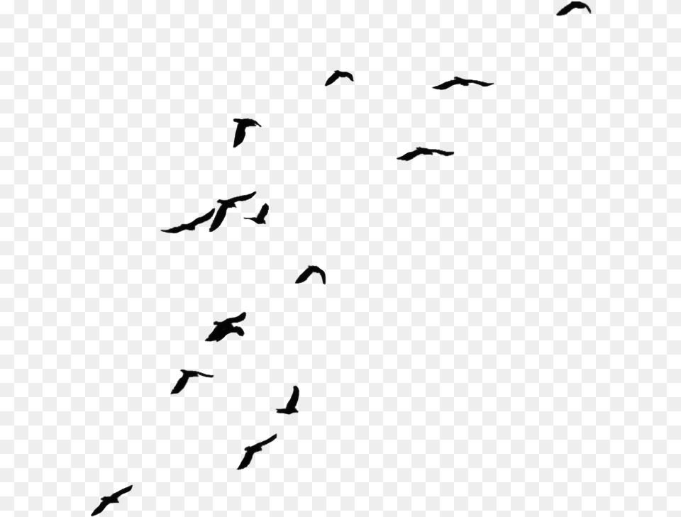 Background Crows Clipart Bird With Invisible Background, Animal, Flying, Flock, Silhouette Free Transparent Png