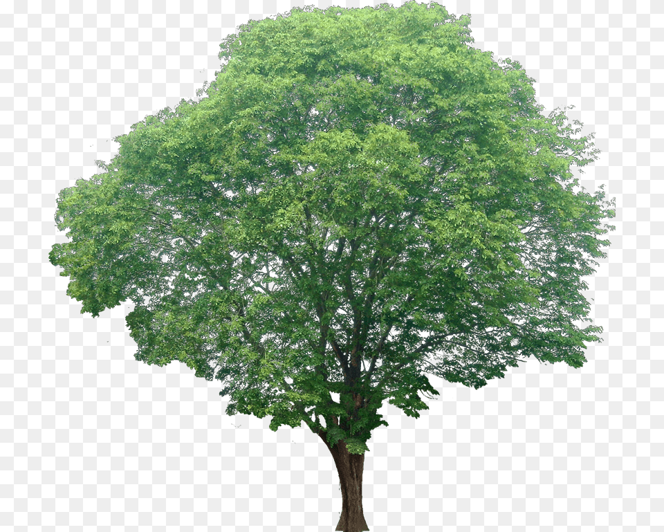 Transparent Background Cut Tree, Oak, Plant, Sycamore, Tree Trunk Free Png Download