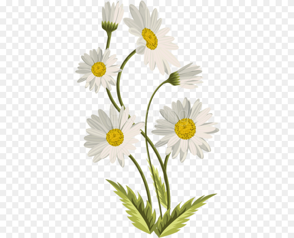 Background Daisy Flower, Plant Free Transparent Png