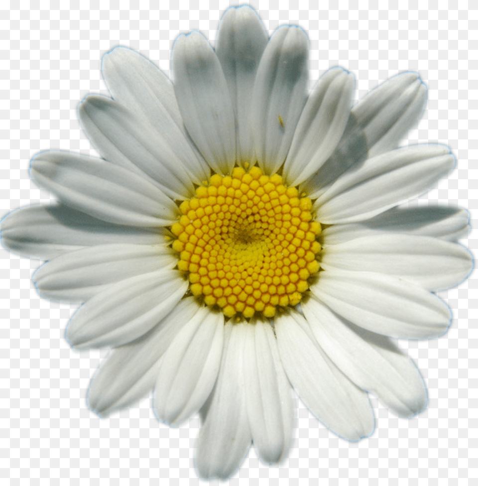 Background Daisy Free Transparent Png