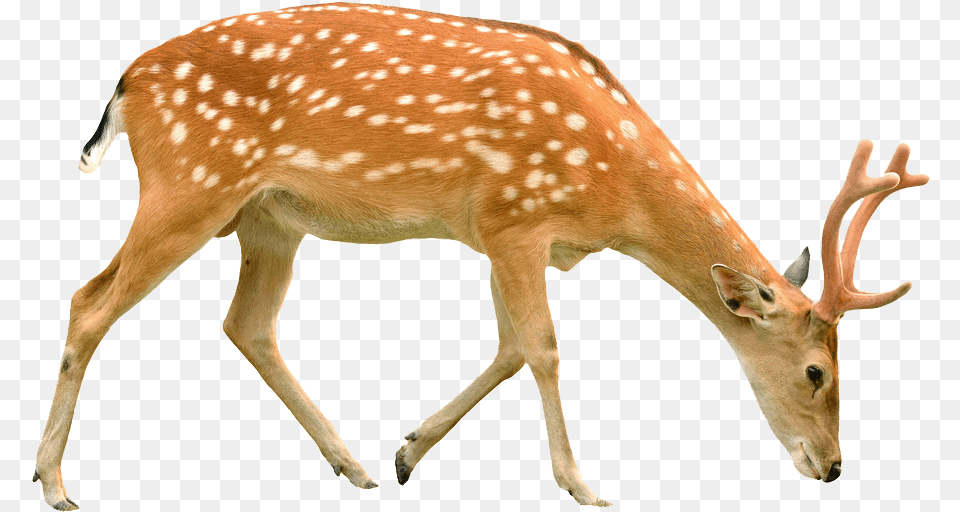 Background Deer, Animal, Antelope, Mammal, Wildlife Free Transparent Png