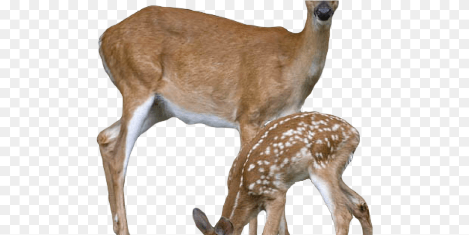 Transparent Background Deer Transparent Background Deer, Animal, Mammal, Wildlife, Kangaroo Free Png Download