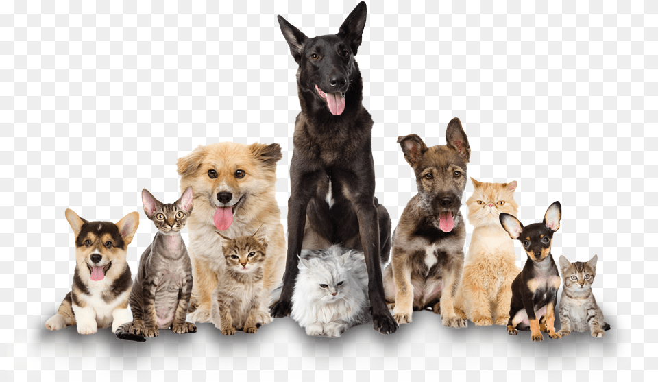 Transparent Background Dogs, Animal, Canine, Dog, Mammal Png Image
