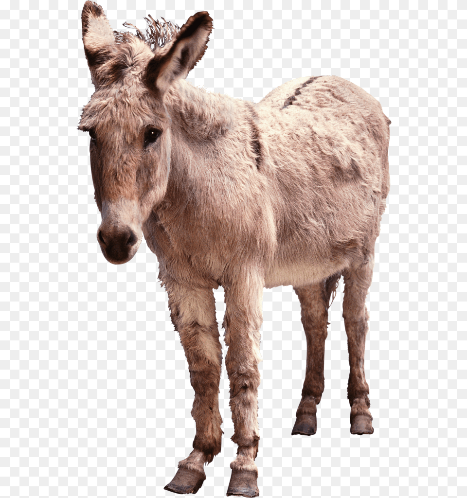 Transparent Background Donkey, Animal, Mammal, Cattle, Cow Png
