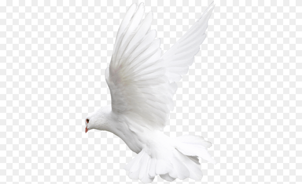 Background Dove, Animal, Bird, Pigeon Free Transparent Png