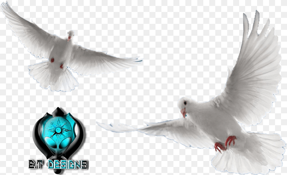 Transparent Background Dove, Animal, Bird, Pigeon Png Image