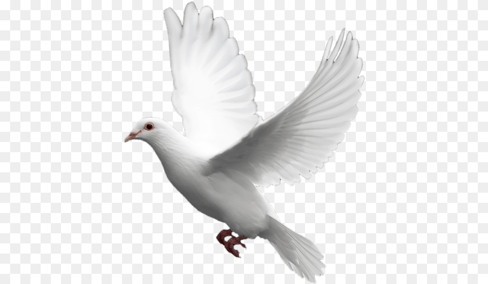 Transparent Background Dove, Animal, Bird, Pigeon Free Png