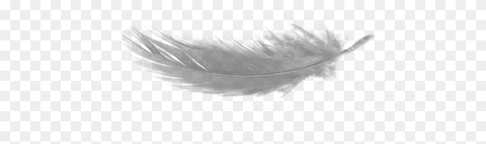 Background Down Feather, Outdoors, Art, Nature Free Transparent Png