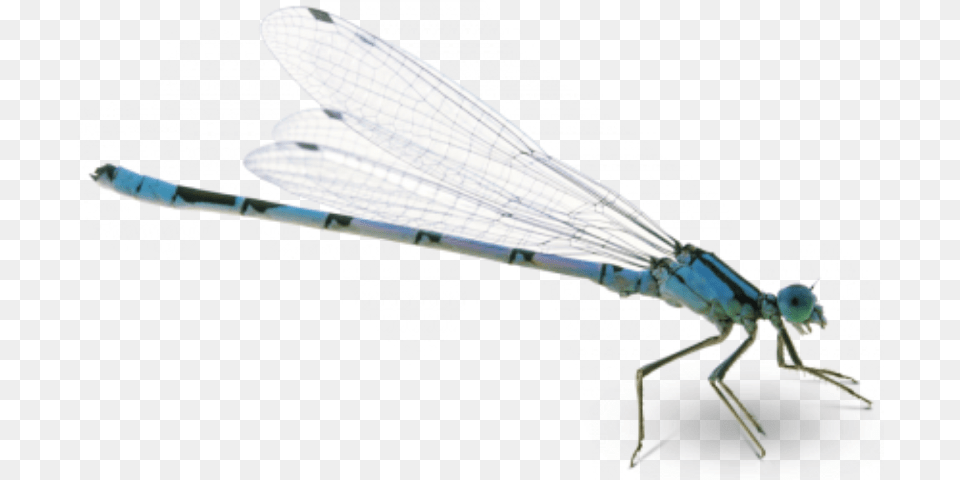 Background Dragonfly, Animal, Insect, Invertebrate Free Transparent Png