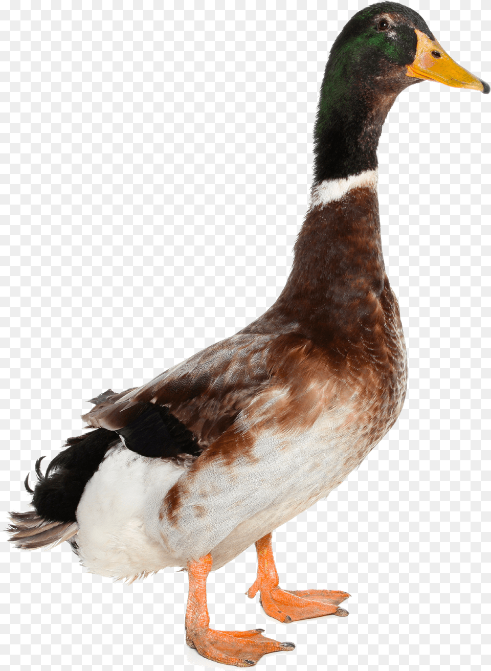 Transparent Background Duck If It Walks Like A Duck Talks Like A Duck, Animal, Anseriformes, Bird, Waterfowl Free Png