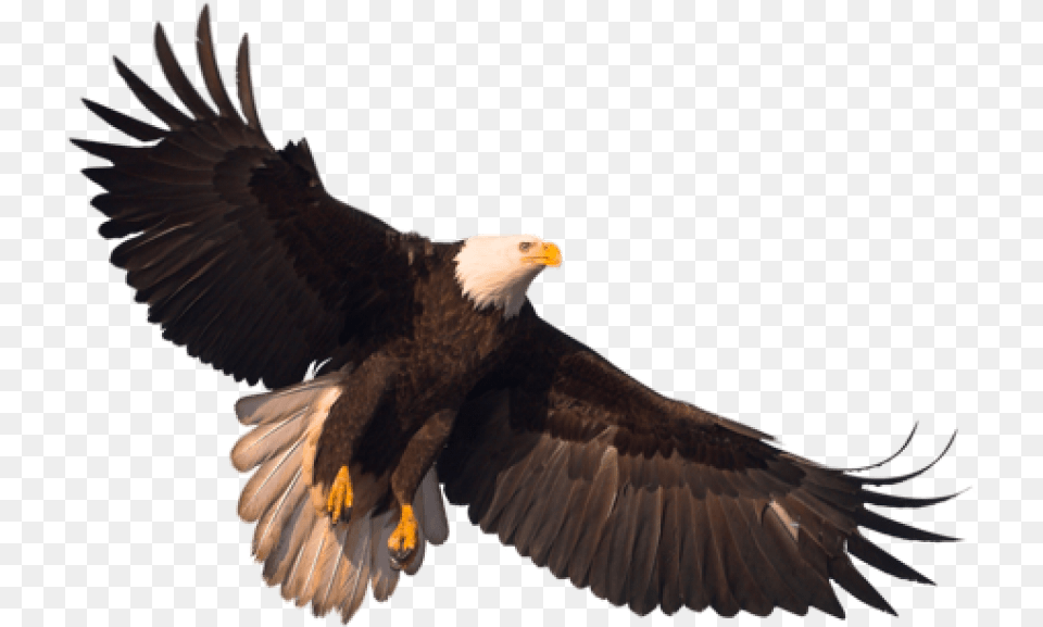 Transparent Background Eagle, Animal, Bird, Bald Eagle Free Png