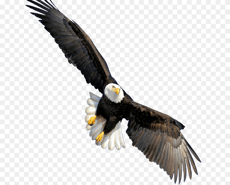 Background Eagle, Animal, Bird, Bald Eagle Free Transparent Png