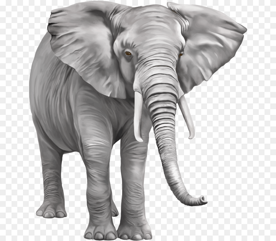 Transparent Background Elephant, Animal, Mammal, Wildlife Free Png