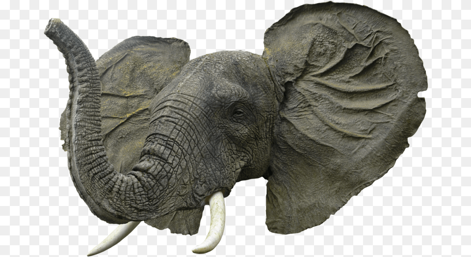 Background Elephant Head, Animal, Mammal, Wildlife Free Transparent Png