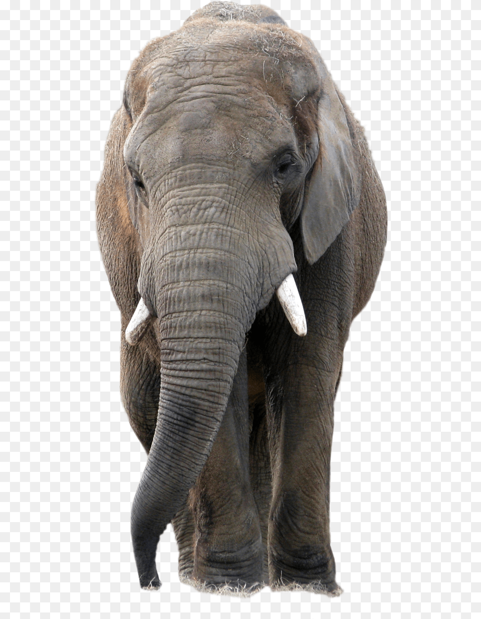 Transparent Background Elephant Picture, Animal, Mammal, Wildlife Free Png