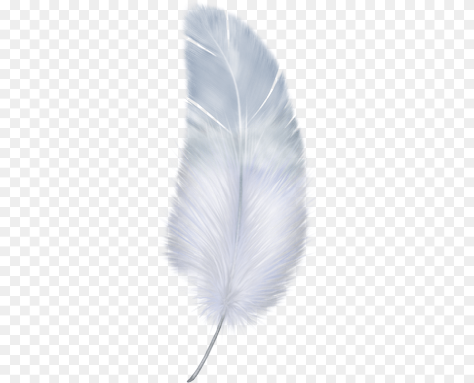 Transparent Background Feather, Flower, Petal, Plant, Accessories Free Png Download