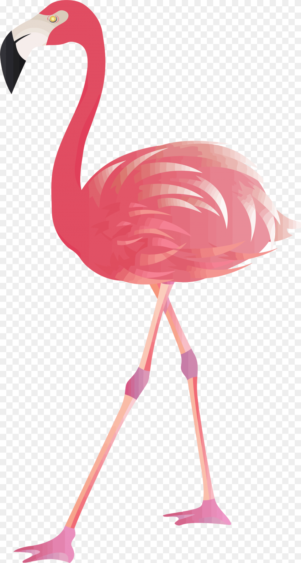 Transparent Background Flamingo Clipart, Animal, Bird, Person Png
